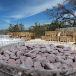 Burgundy Pebbles - Image 7